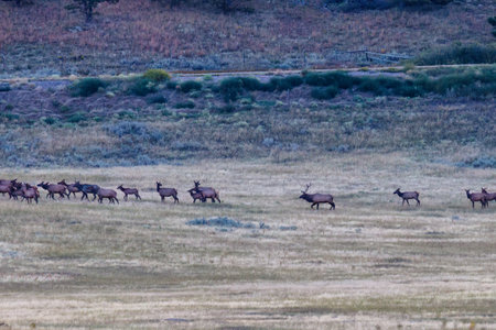 Rutting bull elk (Cervus canadensis) in the middle of his harem of cows in a meadowの写真素材