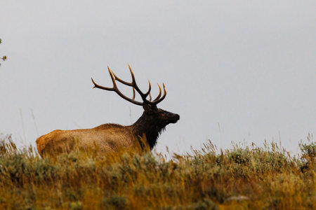 Bull elk (Cervus canadensis) standing on a ridge in Grand Teton National Park, Wyoming during a heavy rain storm.の写真素材