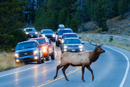 Grand Teton National Park, WY, USA  -  September 24, 2023: Close up of a Bull elk (Cervus...