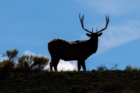 Silhouette of a bull elk (Cervus canadensis) standing on a ridge looking at the camera during early fall.の写真素材
