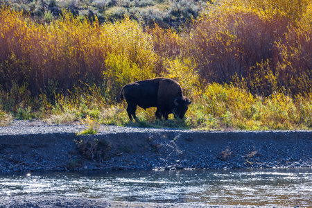 American bison, also known as buffalo in Yellowstone National Park during fall.の写真素材