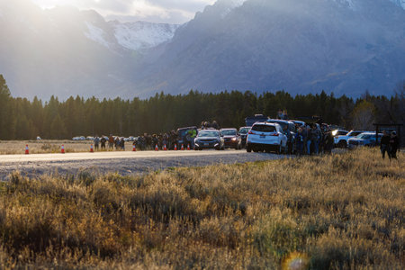Grand Teton National Park, Wyoming,  USA - October 5, 2023: Spectators view Grizzly bear (Ursus arctos horribilis) 793 and one of her cubs in Grand Teton National Parkのeditorial素材