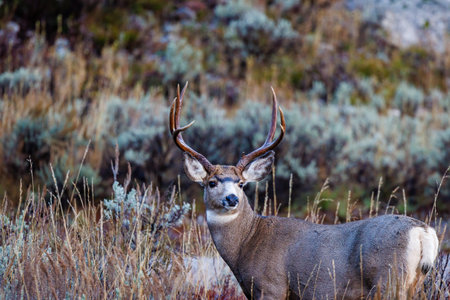 Close up of a standing Mule deer (Odocoileus hemionus) buck during fallの写真素材
