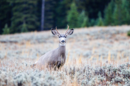 Young mule deer (Odocoileus hemionus) buck in the Bighorn mountains during fallの写真素材