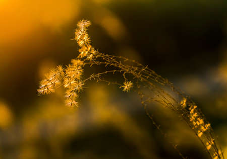 nature plant under sunlightの写真素材