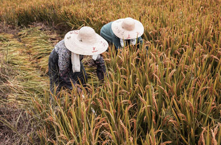 Farmers working at paddyの写真素材