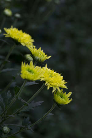 flowers bloomingの写真素材