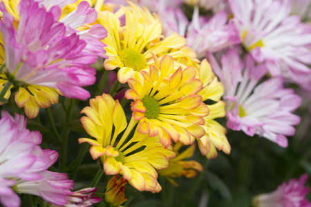 flowers bloomingの写真素材