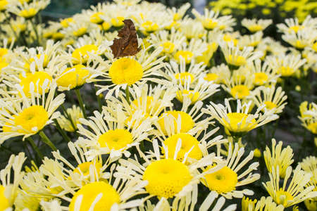 flowers bloomingの写真素材