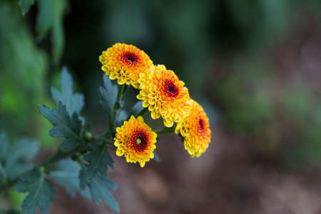 flowers bloomingの写真素材