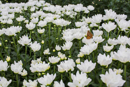 flowers bloomingの写真素材