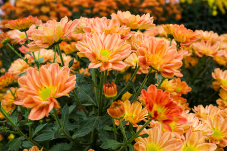 sunflowers bloomingの写真素材