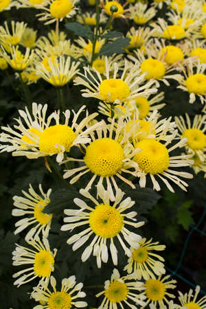 sunflowers bloomingの写真素材