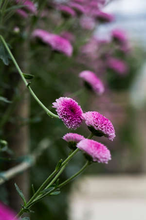 the flowersの写真素材