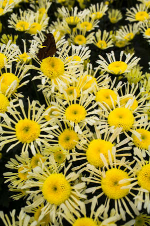 Close up of yellow flowersの写真素材