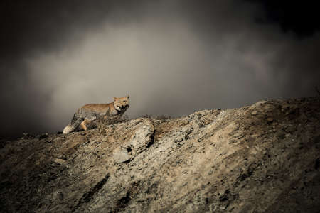 A foxの写真素材