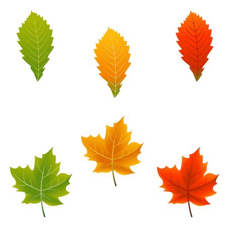 autumn leaves set, isolated on white backgroundのイラスト素材