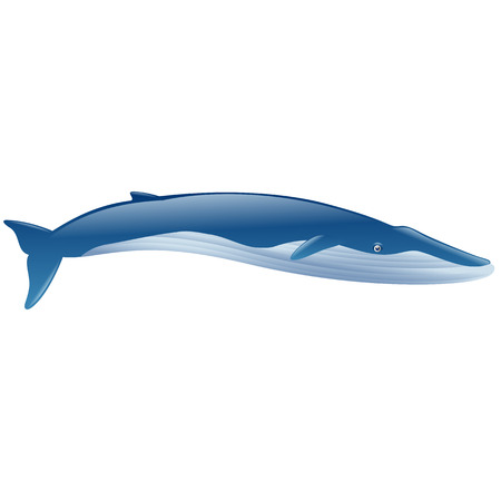 Blue whale marine mammalのイラスト素材