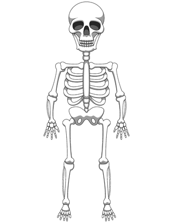 Cartoon skeleton mascot or Halloween character isolated on white background. Vector illustrationのイラスト素材