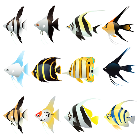 Set of angel fish Cartoon isolated on white background. Vector illustrationのイラスト素材