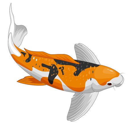 Red and gold koi fish design elementsのイラスト素材