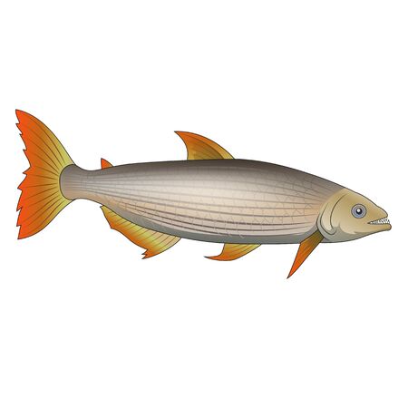 Freshwater fish of river Nile Tigerfish. Illustration
