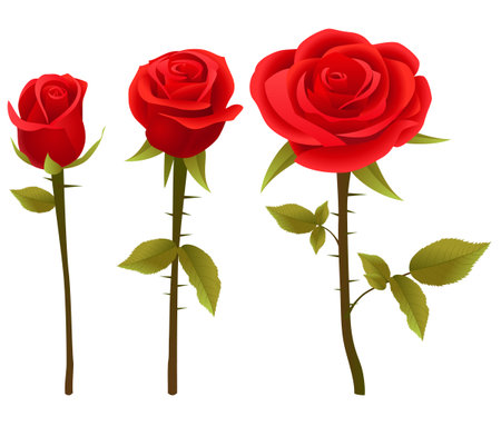 Set of red rose flowers isolated on white background. Vector illustration.のイラスト素材