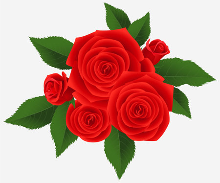 Red roses on a white background. Vector illustration for your design.のイラスト素材