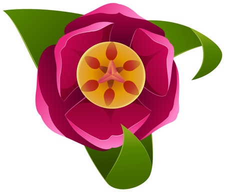Illustration of a pink peony flower on a white background.のイラスト素材