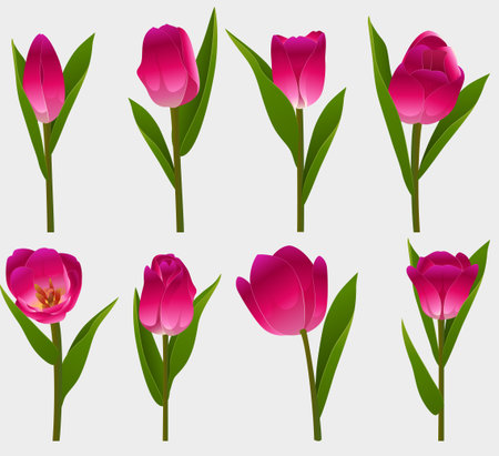 Set of pink tulips isolated on white background. Vector illustration.のイラスト素材