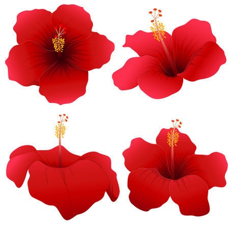Set of red hibiscus flowers isolated on white background. Vector illustration.のイラスト素材