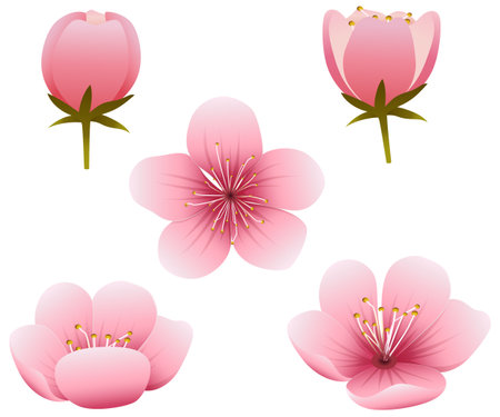 Cherry blossom set isolated on white background. Vector illustration.のイラスト素材