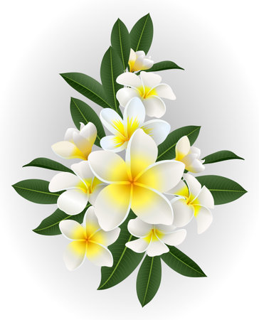 Frangipani flowers with leaves isolated on white background. Vector illustration.のイラスト素材