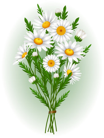 Vector illustration of a bouquet of daisies on a white backgroundのイラスト素材