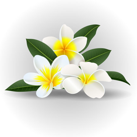 Frangipani flowers on a white background. Vector illustration.のイラスト素材