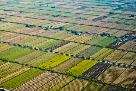 Paddy Field Pattern