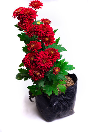Beautiful red chrysanthemum gem flower in flower garden on a white background.の写真素材