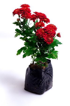 Beautiful red chrysanthemum gem flower in flower garden on a white background.の写真素材