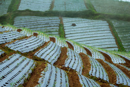 Indonesian agricultural terraces on the slopes of a mountain.