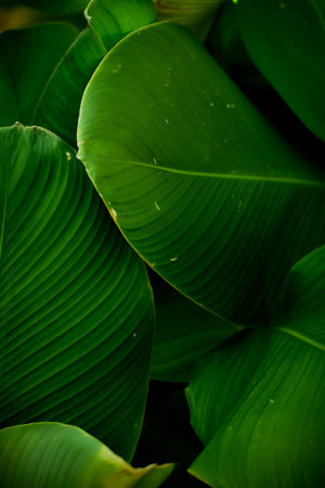 Green leaf pattern backgrounds, nature backgrounds and wallpapers.