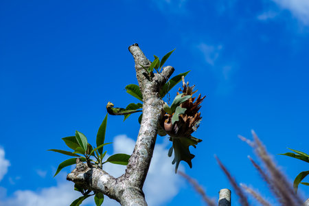 A frangipani flower plant taken from below to get a blue sky backgroundの写真素材