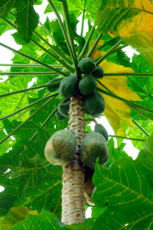 a papaya fruit trees background