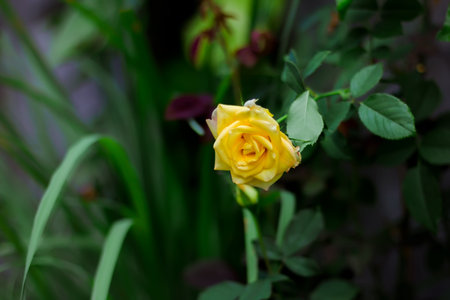 roses are yellow, natural and live in the wildの写真素材