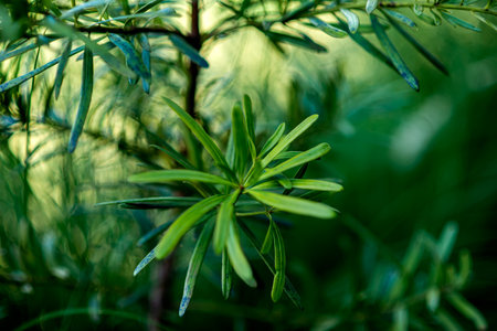 Plants or weeds that grow in nature or forest.