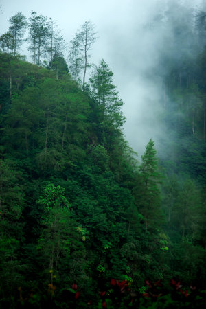 Plants or weeds that grow in nature or forest.