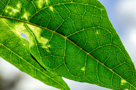 Green leaf pattern background, nature background or leaf wallpaper.の写真素材