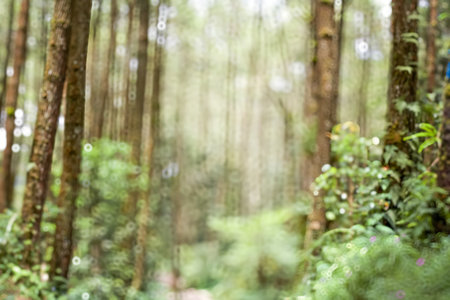 Abstract background of defocused green nature or trees.の写真素材