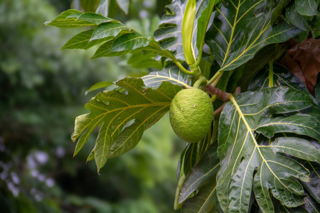 Breadfruit, kulur, arise or arise is the name of a type of tree that bears fruit. Breadfruit has no...