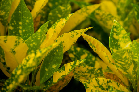andong ornamental plant. Natural view of yellow green croton plant in the garden. Croton with...