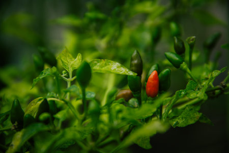 small chilies or cayenne peppers that are still on the tree.の写真素材